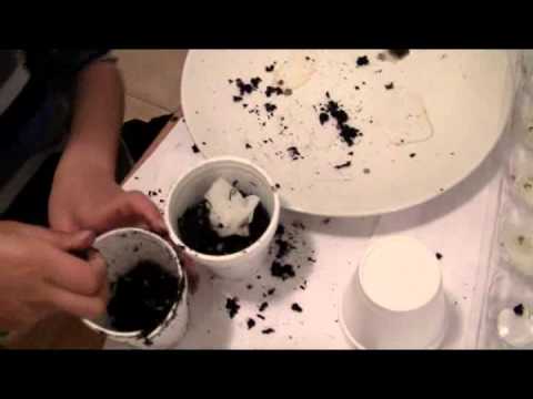 how to grow black pepper