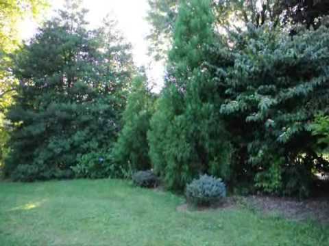 how to transplant gunnera