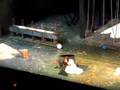 Natalie Dessay dans Lucia di Lammermoor
