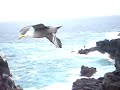 Albatross takes flight Albatross takes flight