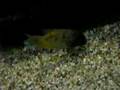 Rare Cichlid from Madagascar http://cmcas.com.br