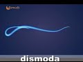 kürtçe moda (dismoda)