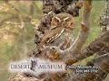 Arizona-Sonora Desert Museum