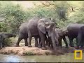Big Elephant Herd Makes Some Noise