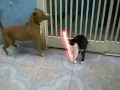 Click here to watch this video Sith Cat vs Pitbull - www.kovalakoala.com