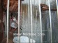 25 Day Old Zebra Finches (Fledglings) 25 Day Old Zebra Finches (Fledglings)