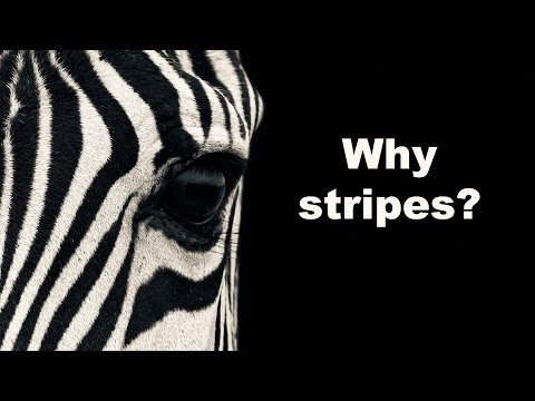 Why do zebras have stripes? Finally solved!