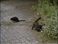 funny-cats-the-ball-chase.html