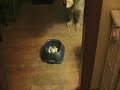 Guy Having Sex With A Dog(GROSS) Guy Having Sex With A Dog(GROSS)