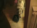 Guy Having Sex With A Dog(GROSS) Guy Having Sex With A Dog(GROSS)
