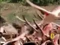 baboon vs flamingo