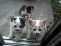 Kitties ／　野良のミケ、３つ子の母になる！