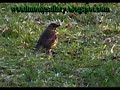 Song Thrush Song Thrush