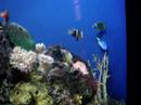 Dory
