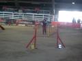 videos de katy e perla agility 2 voghera dicembre 08
