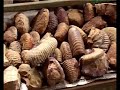 DINOSAUR FOSSILS DISCOVEY IN GUJRAT,INDIA
