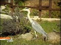 WILDLIFE: Herons and Ducks (Aironi e Anatre) WILDLIFE: Herons and Ducks (Aironi e Anatre)