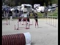 Agility Chipper Jumping La Garette 2012
