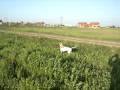 aret fazan3