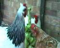 Chickens Chickens