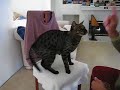 Seyah Clicker Training