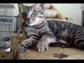 Tango wishes for a good home