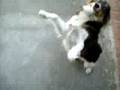 cachorra carente