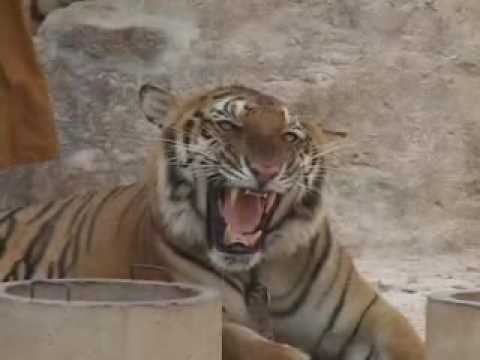 Thailand Tiger Temple