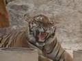 Thailand Tiger Temple