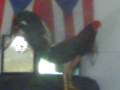 de,gallos,Harry