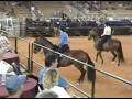 2004 Paso Fino Galante QC May 29, 2004 Florida Spectrum A O Performance Geldings Produce_5.m2ts