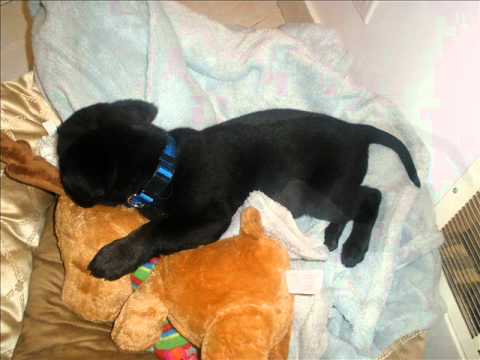 Cute Black Lab Puppy 7 1/2 weeks old