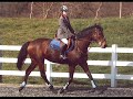BSJA SPEED MARE FOR SALE