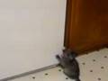videos de Lily Jumping at nothing.