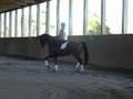 Dressage Training FEI Canter Work