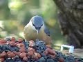 Wood Nuthatch