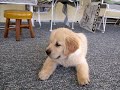 MY DOG by Noelle