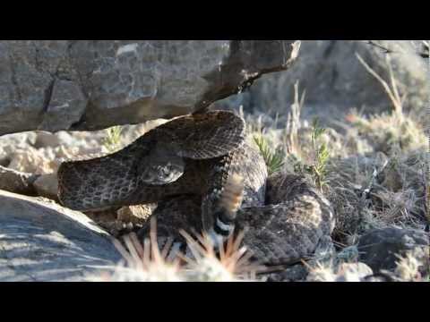YouTube reptile video