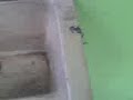 A Perereca seca