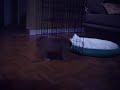 Cute dog Cute dog