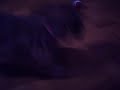 Cute dog