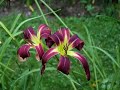 Garden Tour: Daylilies, Hostas, Wildlife Garden Tour: Daylilies, Hostas, Wildlife