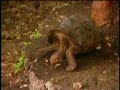 galapagos las encantadas del ecuador