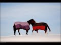 Alberta Winter Scenery