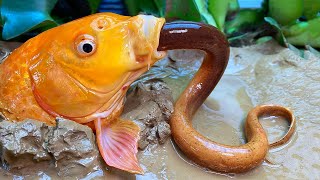 Stop Motion ASMR - Underground Big Fish Eating Eel