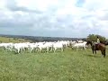 Tocando a boiada...