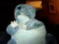 videos de Anthony's Grey squirrel dance