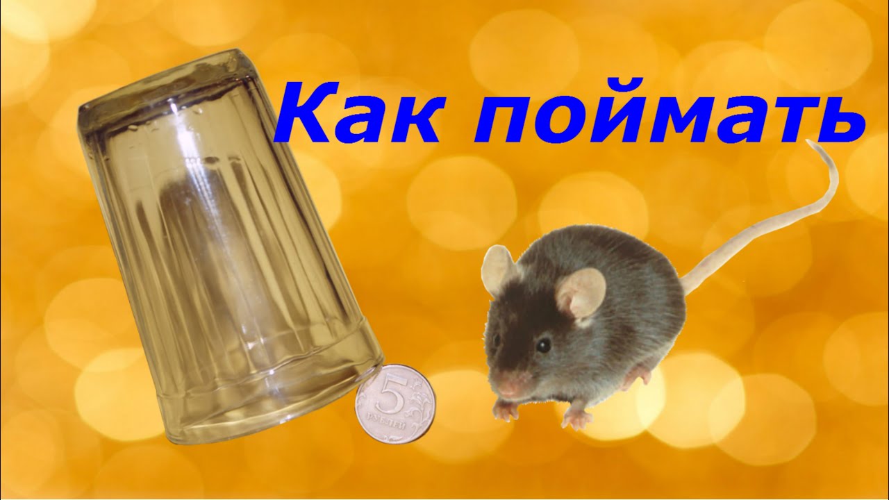 Как поймать мышь. Самый простой способ!!