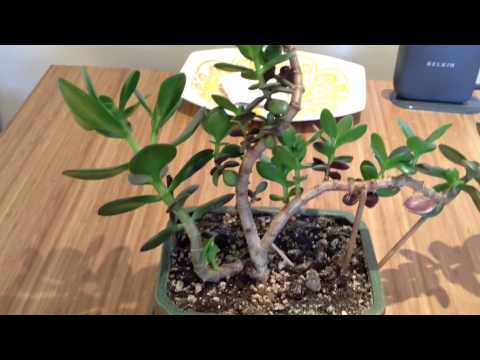 how to care for a jade tree