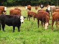 teledysk, klip, Foo Fighters,- For All The Cows